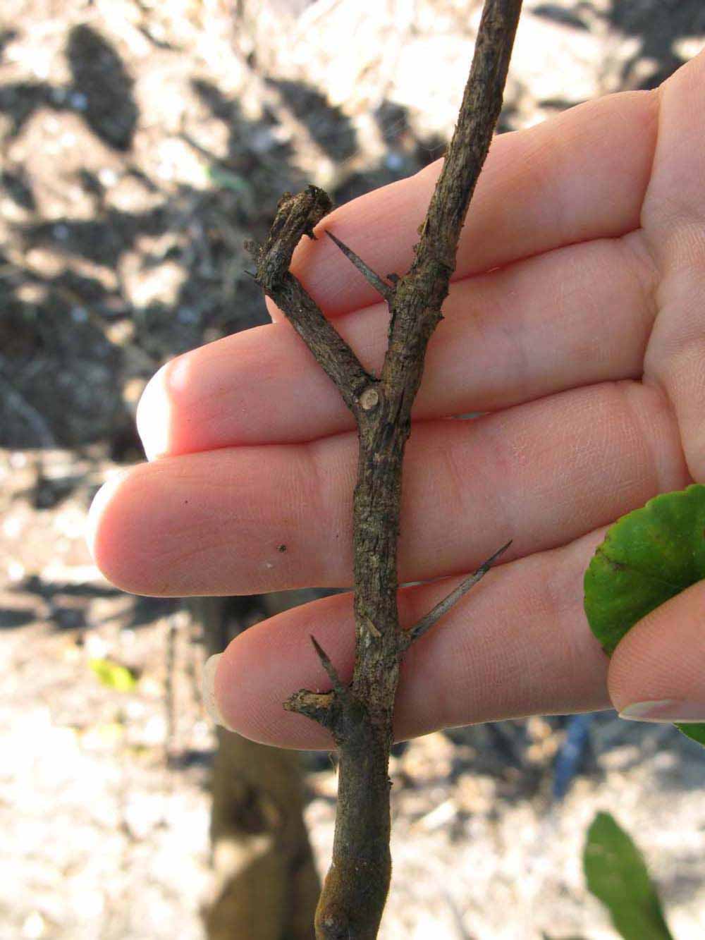              Second - third year twig (Winter Haven, FL)       